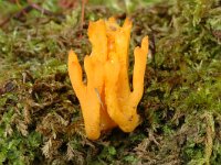 Calocera viscosa 5, Kleverig koraalzwammetje, Saxifraga-Marijke Verhagen