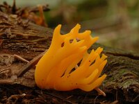 Calocera viscosa 6, Kleverig koraalzwammetje, Saxifraga-Marijke Verhagen