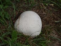 Calvatia gigantea 5, Reuzenbovist, Saxifraga-Luuk Vermeer
