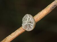 Campanella caesia 3, Gelatineschelpje, Saxifraga-Foto Fitis-Sytske Dijksen