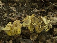 Cantharellus melanoxeros