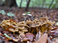 Cantharellus tubaeformis 19, Trechtercantharel, Saxifraga-Luuk Vermeer