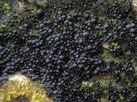 Chaetosphaerella phaeostroma 2, Zwarte viltzwam, Micro, Saxifraga-Lucien Rommelaars