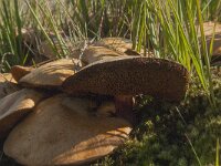 Chalciporus piperatus 4, Peperboleet, Saxifraga-Jan van der Straaten