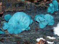 Chlorociboria aeruginascens 16, Gewone kopergroene bekerzwam, Saxifraga-Foto Fitis-Sytske Dijksen