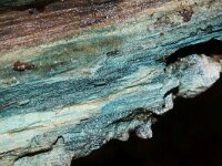 Chlorociboria aeruginascens 19, Gewone kopergroene bekerzwam, Saxifraga-Foto Fitis-Sytske Dijksen