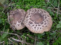 Chlorophyllum rhacodes, Shaggy Parasol