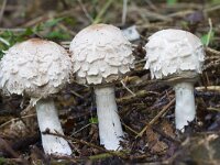 Chlorophyllum rhacodes 8, Knolparasolzwam, Saxifraga-Jan Nijendijk