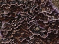 Chondrostereum purpureum 10, Paarsekorstzwam, Saxifraga-Jan Nijendijk