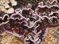 Chondrostereum purpureum 11, Paarsekorstzwam, Saxifraga-Jan Nijendijk