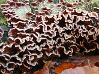 Chondrostereum purpureum 9, Paarse korstzwam, Saxifraga-Hans Grotenhuis