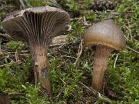 Chroogomphus rutilus