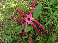 Clathrus archeri 19, Inktvisstinkzwam, Saxifraga-Hans Grotenhuis