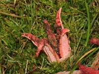 Clathrus archeri 20, Inktvisstinkzwam, Saxifraga-Foto Fitis-Sytske Dijksen