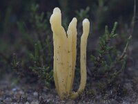Clavaria argillacea 24, Heideknotszwam, Saxifraga-Jan Nijendijk