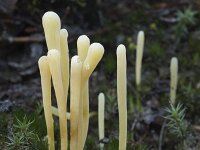 Clavaria argillacea 34, Heideknotszwam, Saxifraga-Willem van Kruijsbergen