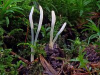 Clavaria falcata