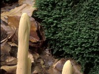 Clavariadelphus ligula, Strap-shaped Coral