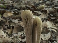 Clavariadelphus pistillaris 9, Reuzenknotszwam, Saxifraga-Willem van Kruijsbergen