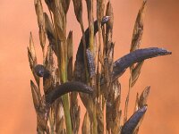 Claviceps microcephala