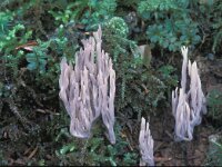 Clavulina cinerea, Grey Coral