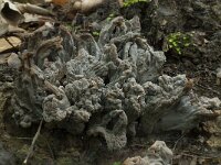 Clavulina cinerea 7, Asgrauwe koraalzwam, Saxifraga-Willem van Kruijsbergen