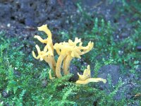Clavulinopsis corniculata, Meadow Coral