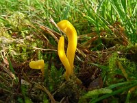 Clavulinopsis helvola 10, Gele knotszwam, Saxifraga-Hans Grotenhuis