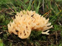 Clavulinopsis subtilis