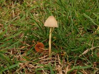 Conocybe tenera