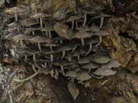 Coprinellus micaceus 18, Gewone glimmerinktzwam, Saxifraga-Willem van Kruijsbergen