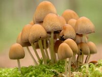 Coprinellus micaceus 9, Gewone glimmerinktzwam, Saxifraga-Luuk Vermeer