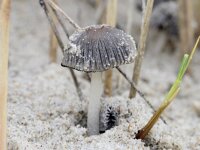 Coprinopsis ammophilae