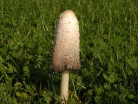 Coprinus comatus, Shaggy Inkcap