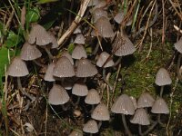 Coprinus disseminatus, Fairy Inkcap