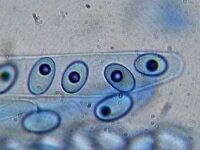 Coprotus ochraceus 4, Oker mestdwergschijfje, Micro, Saxifraga-Lucien Rommelaars