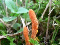 Cordyceps militaris 2, Rupsendoder, Saxifraga-Jan Willem Jongepier