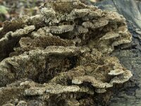 Coriolopsis gallica 4, Bruine borstelkurkzwam, Saxifraga-Willem van Kruijsbergen