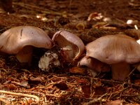 Cortinarius  variicolor
