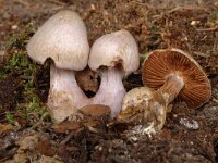 Cortinarius alboviolaceus, Pearly Webcap
