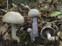 Cortinarius anomalus