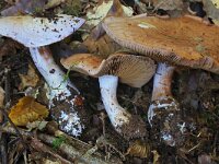 Cortinarius anserinus