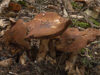 Cortinarius argutus