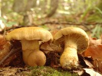 Cortinarius aurantioturbinatus