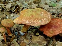 Cortinarius bolaris