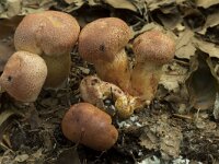 Cortinarius bolaris 3, Roodschubbige gordijnzwam, Saxifraga-Willem van Kruijsbergen