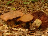 Cortinarius cotoneus