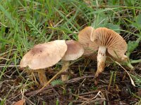 Cortinarius crassifolius