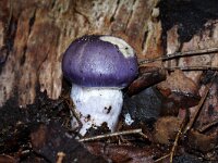Cortinarius croceocaeruleus