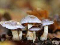Cortinarius croceocaeruleus 2, Paarse galgordijnzwam, Saxifraga-Foto Fitis-Sytske Dijksen